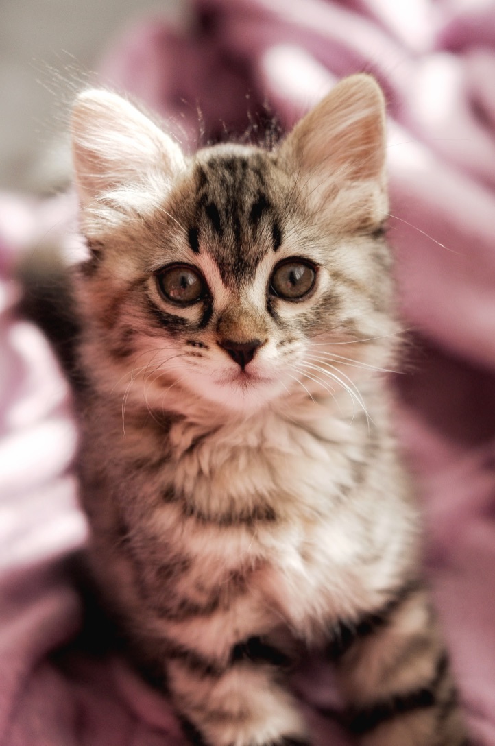 Kitten!  Awwww....